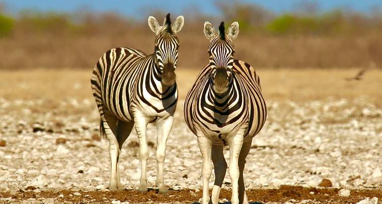 5 días Sossusvlei, Swakopmund y alojamiento en el Parque Nacional Etosha - Discovery Transfers and Tours 3