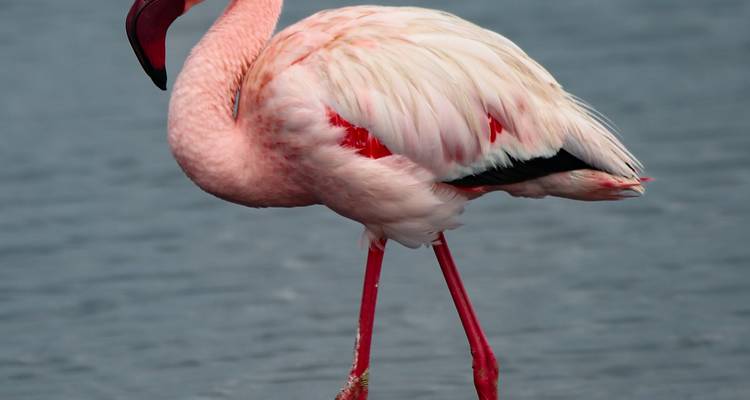 5 días Sossusvlei, Swakopmund y alojamiento en el Parque Nacional Etosha - Discovery Transfers and Tours 4