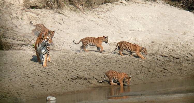 Parque Nacional de Bardiya: Safari por la selva - Travel Corporation Nepal 1
