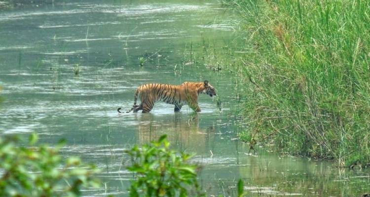 Parque Nacional de Bardiya: Safari por la selva - Travel Corporation Nepal 2