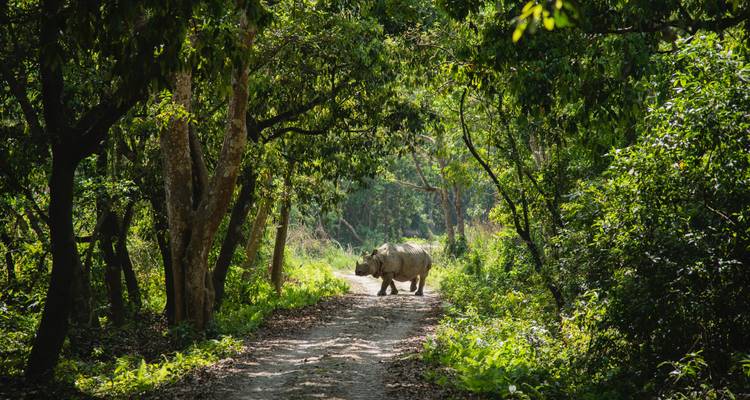 Rhinocéros marchant le long d'un sentier forestier.