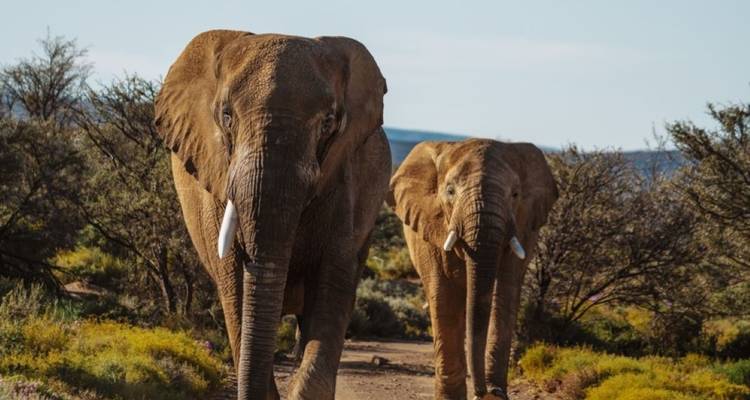 Escapada de 3 días al Safari de los Cinco Grandes en Ciudad del Cabo - Knap Tours Limited 10