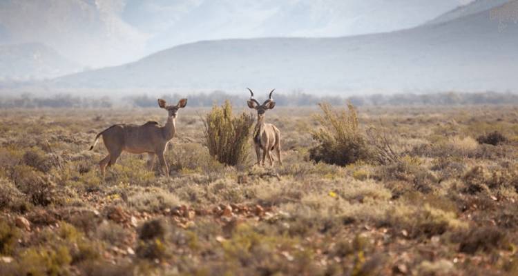 Escapada de 3 días al Safari de los Cinco Grandes en Ciudad del Cabo - Knap Tours Limited 5