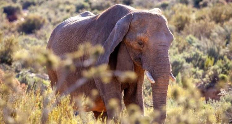 4-Day Big Five Safari and Beach Tour near Cape Town - Knap Tours Limited 1