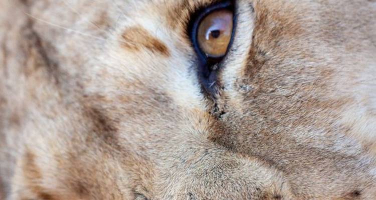 4-Day Big Five Safari and Beach Tour near Cape Town - Knap Tours Limited 8