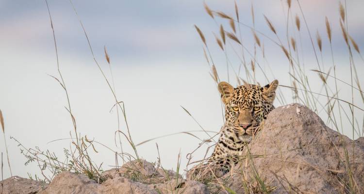 Safari de 4 jours dans le parc Kruger et sur la route panoramique - Knap Tours Limited 7