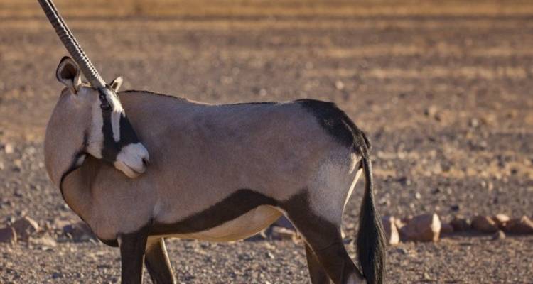 Safari de 15 días por Namibia, Botsuana y Zimbabue - Knap Tours Limited 3