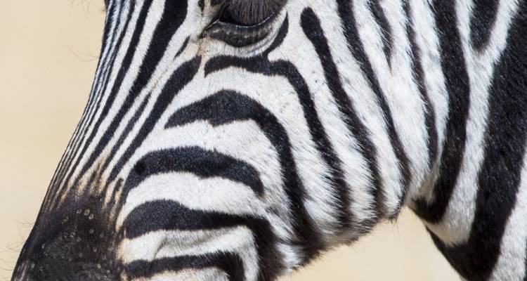 Safari de 15 días por Namibia, Botsuana y Zimbabue - Knap Tours Limited 4