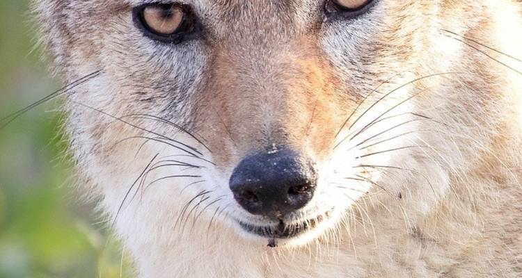 Safari de 15 días por Namibia, Botsuana y Zimbabue - Knap Tours Limited 6