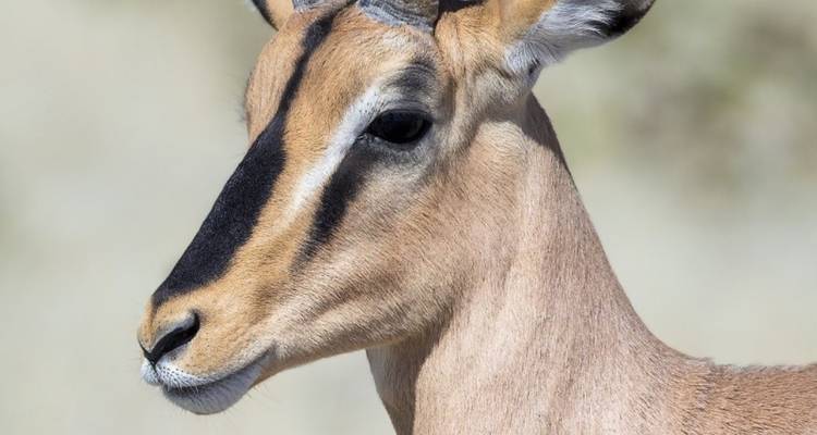 Safari de 15 días por Namibia, Botsuana y Zimbabue - Knap Tours Limited 7