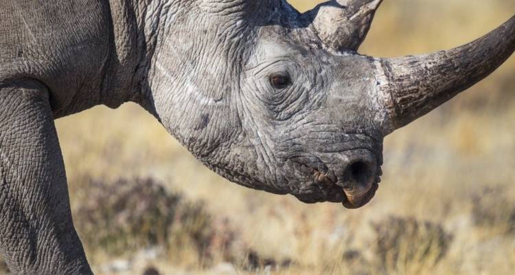 Safari de 15 días por Namibia, Botsuana y Zimbabue - Knap Tours Limited 8
