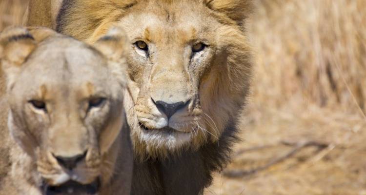 Safari de 15 días por Namibia, Botsuana y Zimbabue - Knap Tours Limited 10