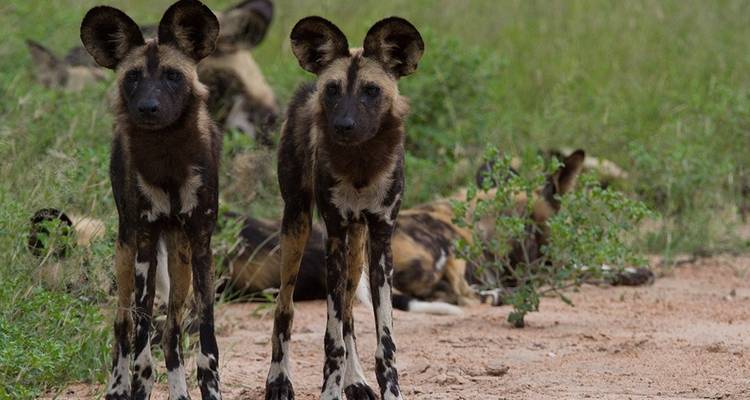 Safari culturel de 5 jours dans le parc du Grand Kruger et sur la route panoramique - Knap Tours Limited 2