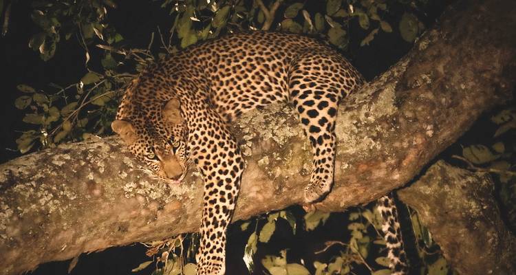 6-Day Wildlife Camping Safari in Botswana - Knap Tours Limited 1