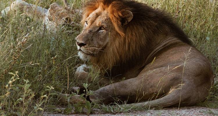 6-Day Wildlife Camping Safari in Botswana - Knap Tours Limited 2