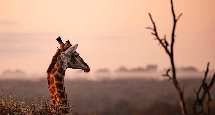6-Day Wildlife Camping Safari in Botswana - Knap Tours Limited 3