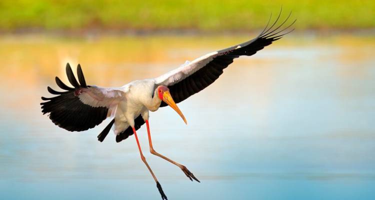 6-Day Wildlife Camping Safari in Botswana - Knap Tours Limited 8