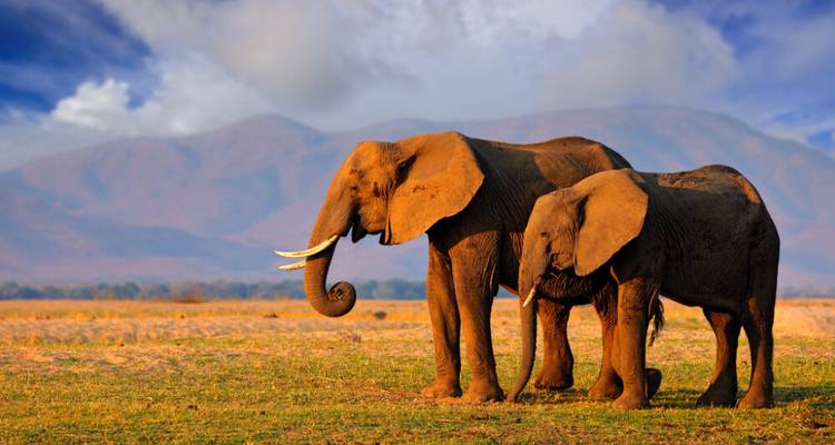 6-Day Wildlife Camping Safari in Botswana - Knap Tours Limited 10