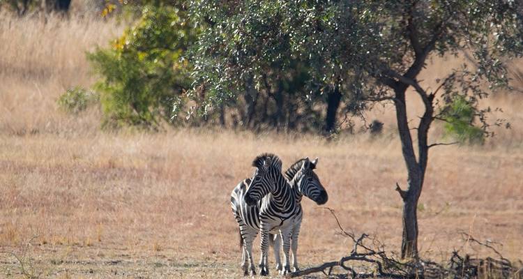 3-Day Safari Experience Near Johannesburg - Knap Tours Limited 1
