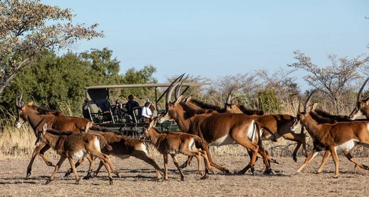 3-Day Safari Experience Near Johannesburg - Knap Tours Limited 3