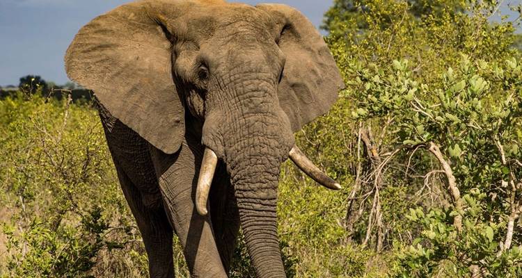 3-Day Safari Experience Near Johannesburg - Knap Tours Limited 4