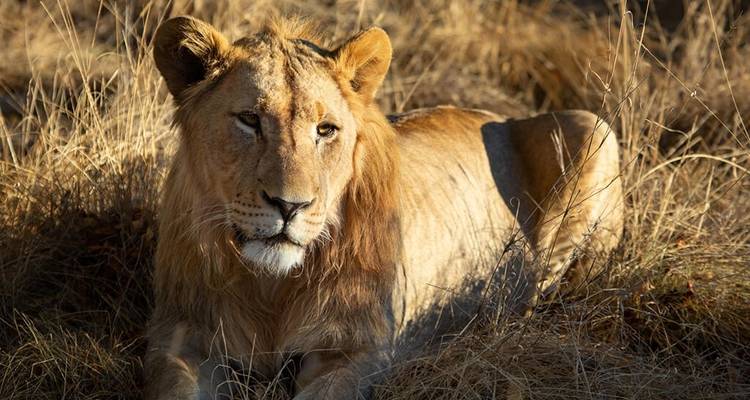 3-Day Safari Experience Near Johannesburg - Knap Tours Limited 8