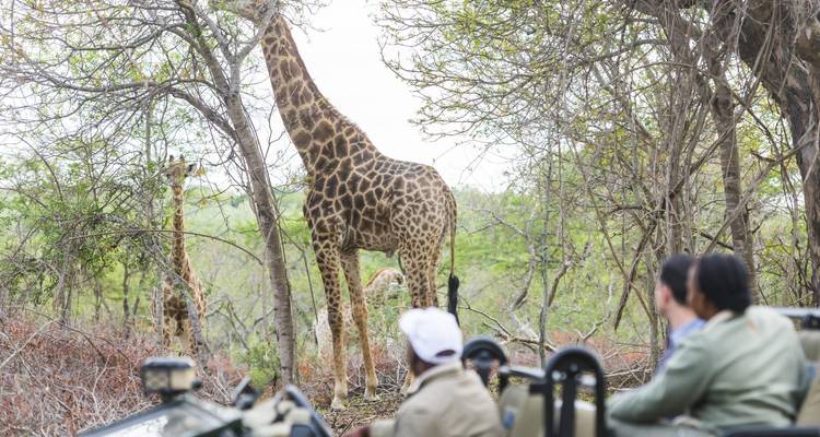 Safari de 4 días por el Parque Kruger, en moto todoterreno y panorámico - Knap Tours Limited 2