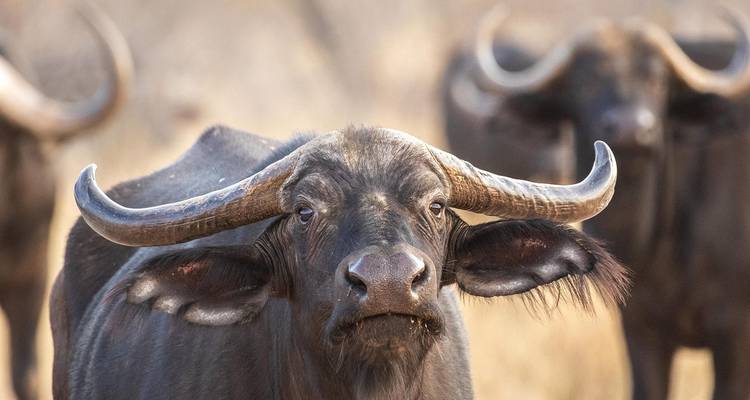 5 días de safaris, excursión en barco y excursión patrimonio de Waterberg - Knap Tours Limited 4
