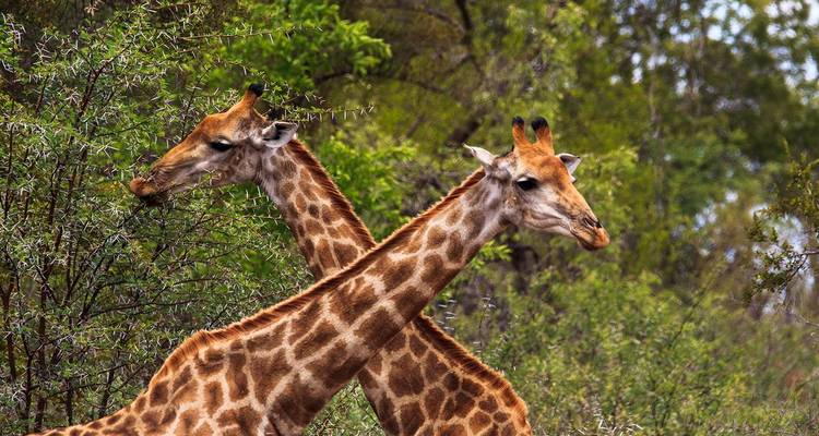 5 días de safaris, excursión en barco y excursión patrimonio de Waterberg - Knap Tours Limited 7