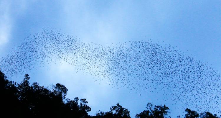 Parque Nacional de Gunung Mulu - Asian Overland Services Tours & Travel  2