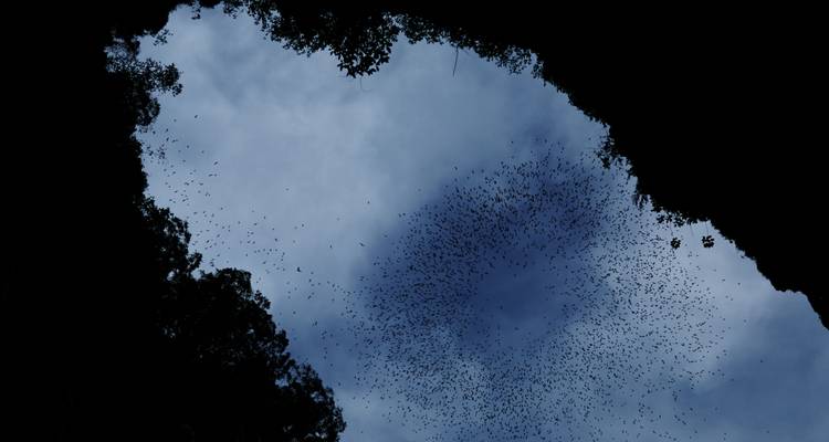 Parque Nacional de Gunung Mulu - Asian Overland Services Tours & Travel  4