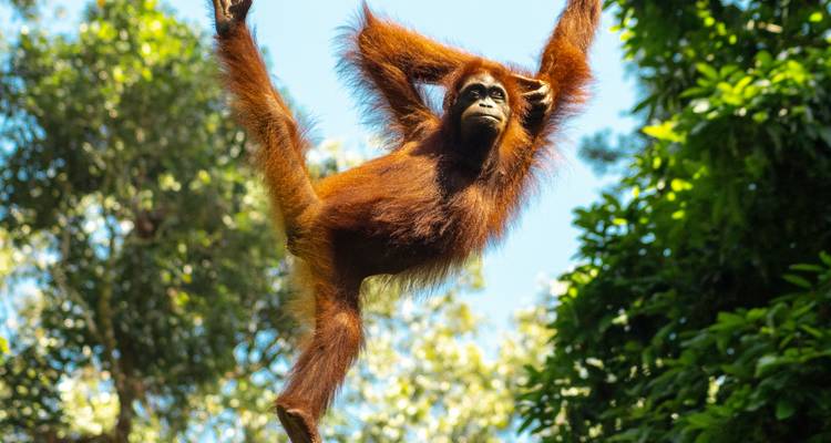Sentier de la faune et de la flore Sabah - Asian Overland Services Tours & Travel  4