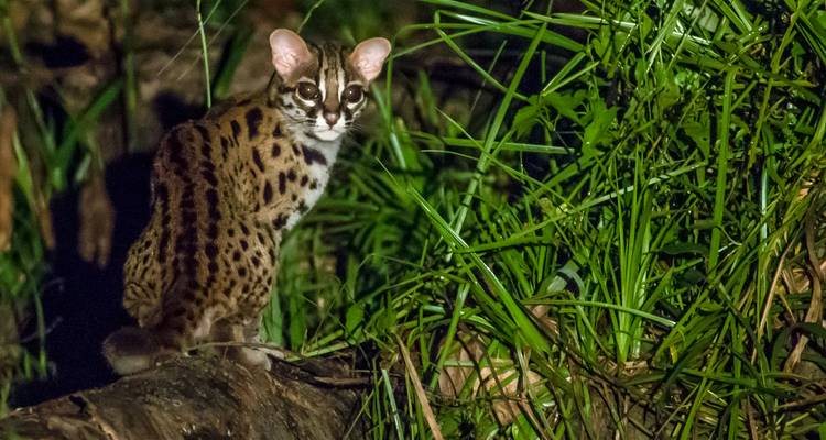 Tabin Wildlife Experience (expérience de la faune et de la flore) - Asian Overland Services Tours & Travel  1