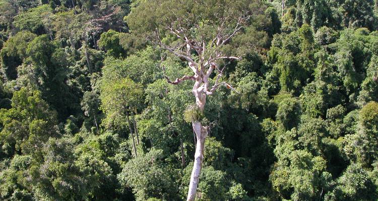 Tabin Wildlife Experience (expérience de la faune et de la flore) - Asian Overland Services Tours & Travel  2
