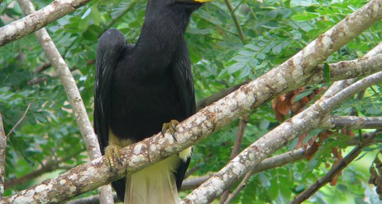 Tabin Wildlife Experience (expérience de la faune et de la flore) - Asian Overland Services Tours & Travel  3