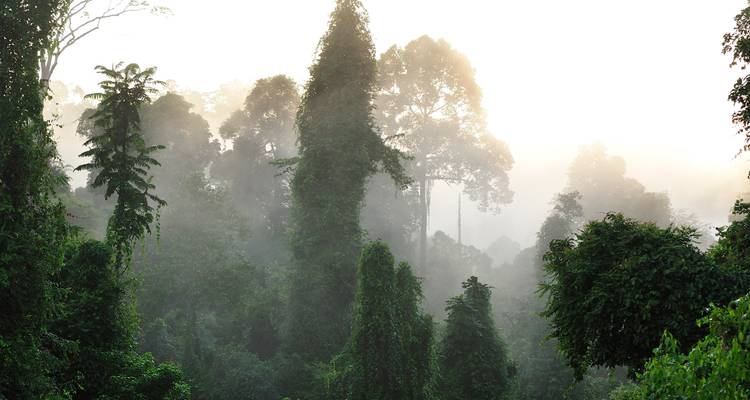 Tabin Wildlife Experience (expérience de la faune et de la flore) - Asian Overland Services Tours & Travel  4