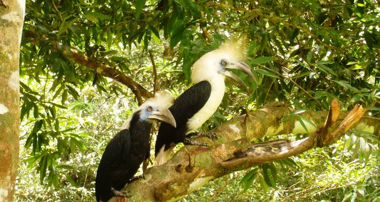 Tabin Wildlife Experience (expérience de la faune et de la flore) - Asian Overland Services Tours & Travel  7