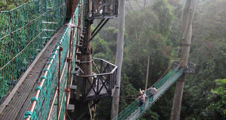 Randonnée dans la forêt tropicale de la vallée de Danum - Asian Overland Services Tours & Travel  6