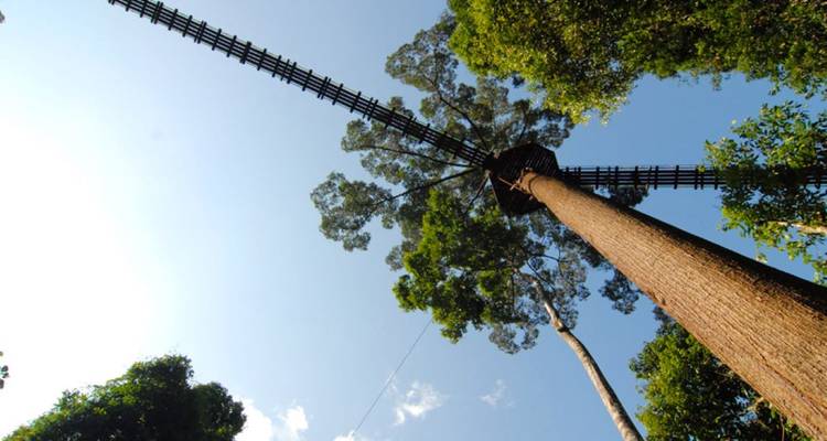 Randonnée dans la forêt tropicale de la vallée de Danum - Asian Overland Services Tours & Travel  7