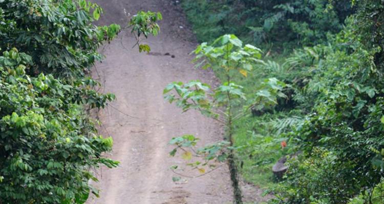 Randonnée dans la forêt tropicale de la vallée de Danum - Asian Overland Services Tours & Travel  10