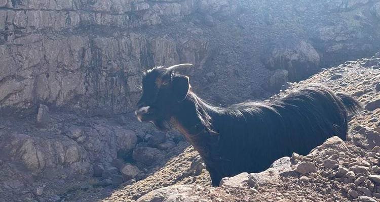 Una cabra solitaria parada en una pendiente rocosa en una zona montañosa.