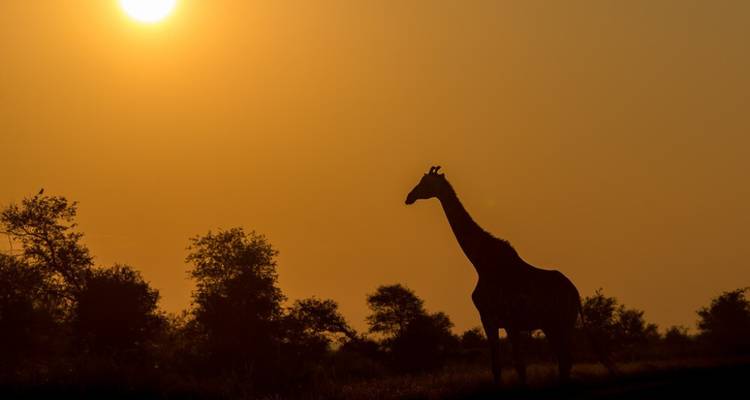 Safari de luna de miel de 7 días y aventura costera en Ciudad del Cabo - Knap Tours Limited 1