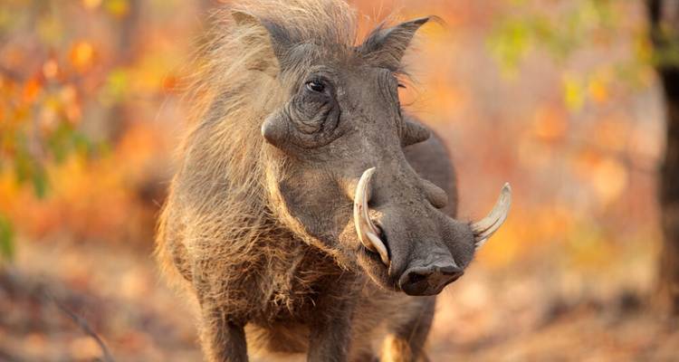 Safari de luna de miel de 7 días y aventura costera en Ciudad del Cabo - Knap Tours Limited 2