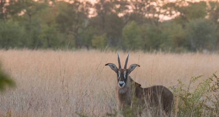 Circuit romantique, de luxe, sauvage et fluvial de 5 jours au Botswana - Knap Tours Limited 2