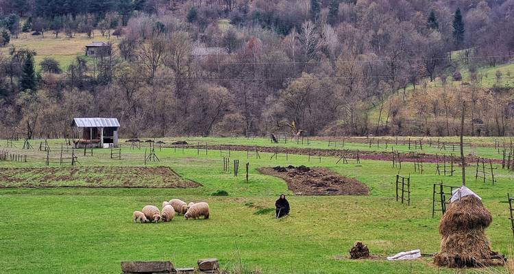 8 Days in Romania: A Comprehensive Transylvania & Maramures Small Group Tour - Book Tours Romania 7