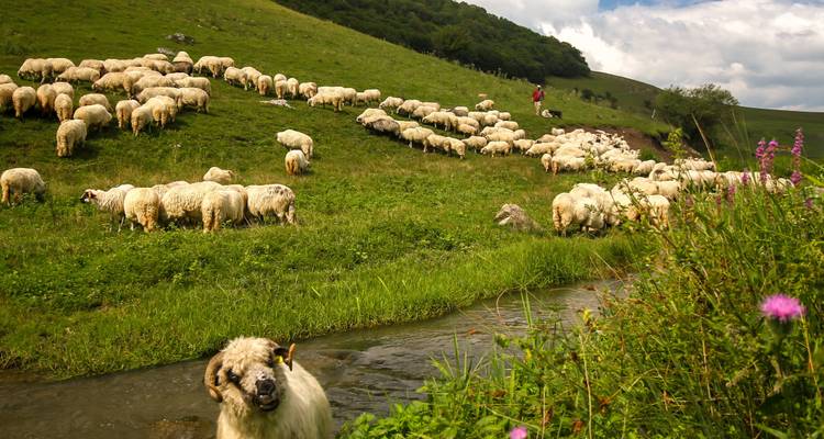 Rebaño de ovejas pastando en una colina con una persona observando.