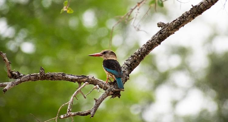 7-Day Kruger Game Drive, Panorama and Capetown Experience - Knap Tours Limited 2