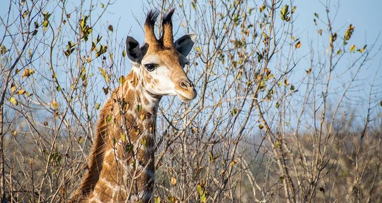 7-Day Kruger Game Drive, Panorama and Capetown Experience - Knap Tours Limited 4