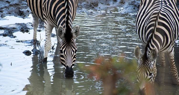 7-Day Kruger Game Drive, Panorama and Capetown Experience - Knap Tours Limited 6