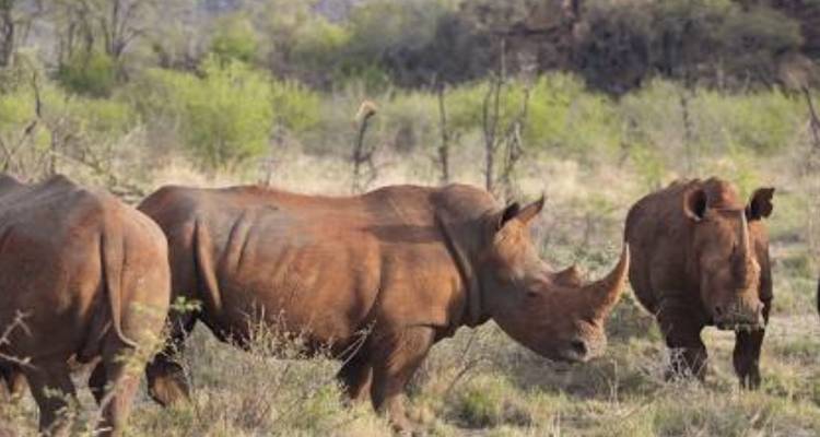 7-Day Kruger Game Drive, Panorama and Capetown Experience - Knap Tours Limited 7